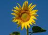 Blumen