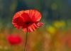 Blumen