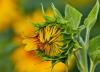 Blumen