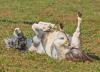 Tiere
