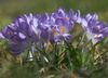 Blumen