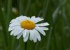 Blumen