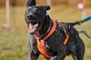 Hunderennen Thun