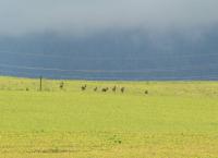 Rehe