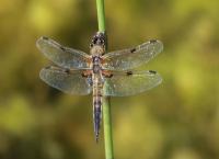 Naturschutzgebiet