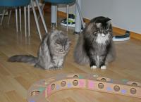 Katze