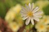 Anemonen