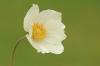 Anemonen