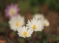 Anemonen