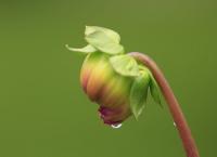 Dahlien
