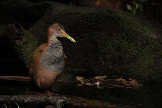 Du kannst dich freuen: Dein Foto .-Papiliorama Kerzers-. wird am 30.05.2013 von 19:00 bis 20:00 Uhr auf unserer Startseite  http://www.fotocommunity.de präsentiert.