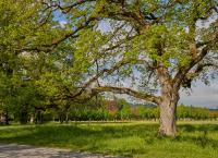 Baum
