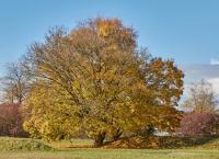 Baum