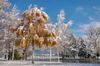 Bäume Winter