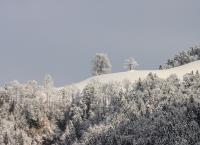 Bäume Winter