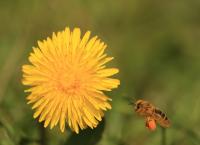 Bienen Hummeln