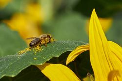 Bienen Hummeln