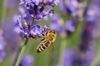 Bienen und Hummeln