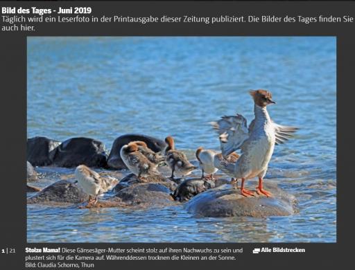 Bild des Tages Berner Zeitung Juni 2019