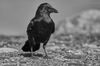 Black and White Monochrom
