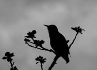 Black and White Monochrom