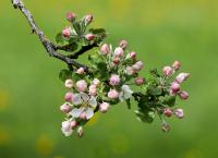 Blüten Blumen
