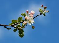 Blüten
