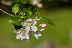 Blüten