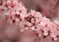 Blüten