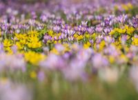 Blumenwiesen