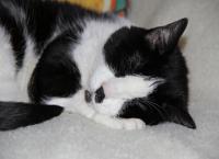 Katze