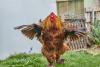 Brahma hahn Huhn