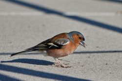 Buchfinken