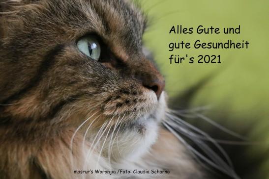 24.Dezember 2020 Ausgabe Chatze – Poscht 154 / 20 Katzen- und Edelkatzenclub Bern