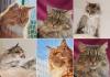 Katzen