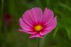 Cosmea
