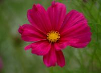 Cosmea