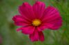 Cosmea