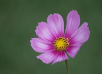 Cosmea Blumen