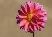Dahlien