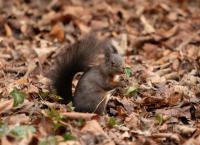 Eichhörnchen