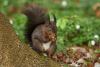 Tiere