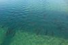 Fische