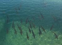 Fische