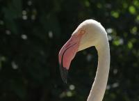 Flamingos