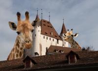 Fotomontagen