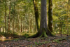 Wälder