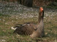 Gänse