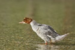 Gänsesäger