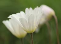 Gartenblumen